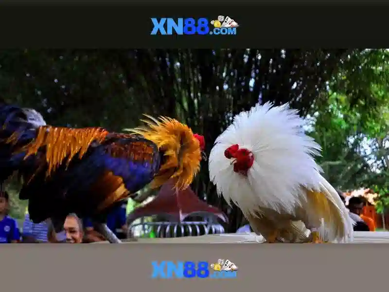 💎nhà cái jy tín💎 💎nhà cái jy tín💎